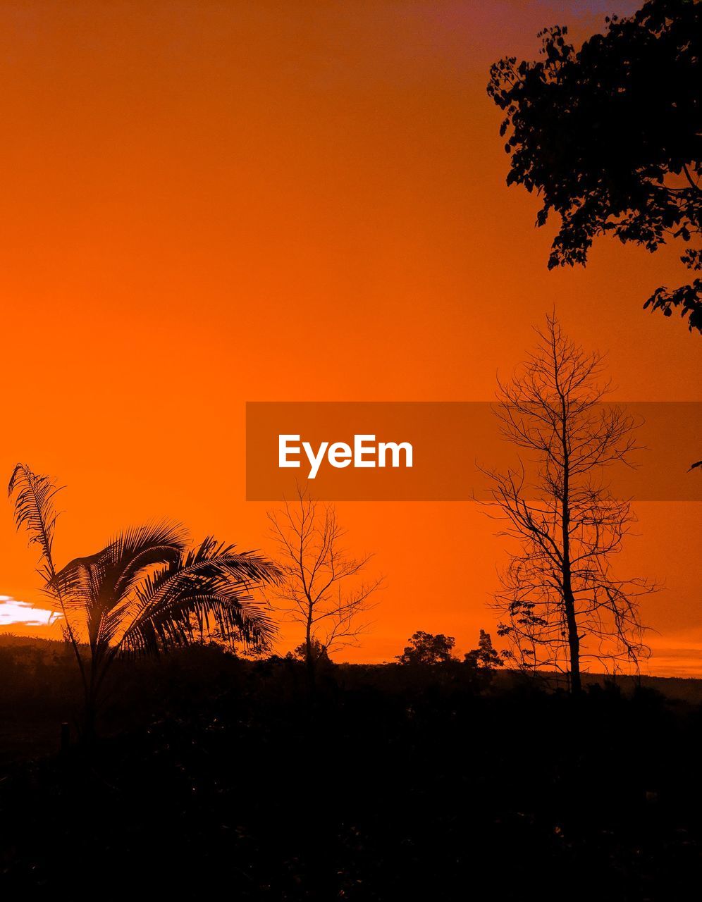 SILHOUETTE PLANTS AGAINST ORANGE SKY