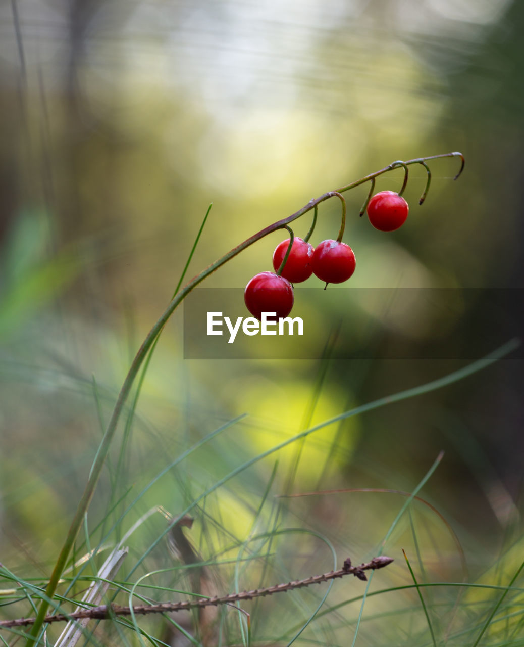 Close-up of red berries growing on plant