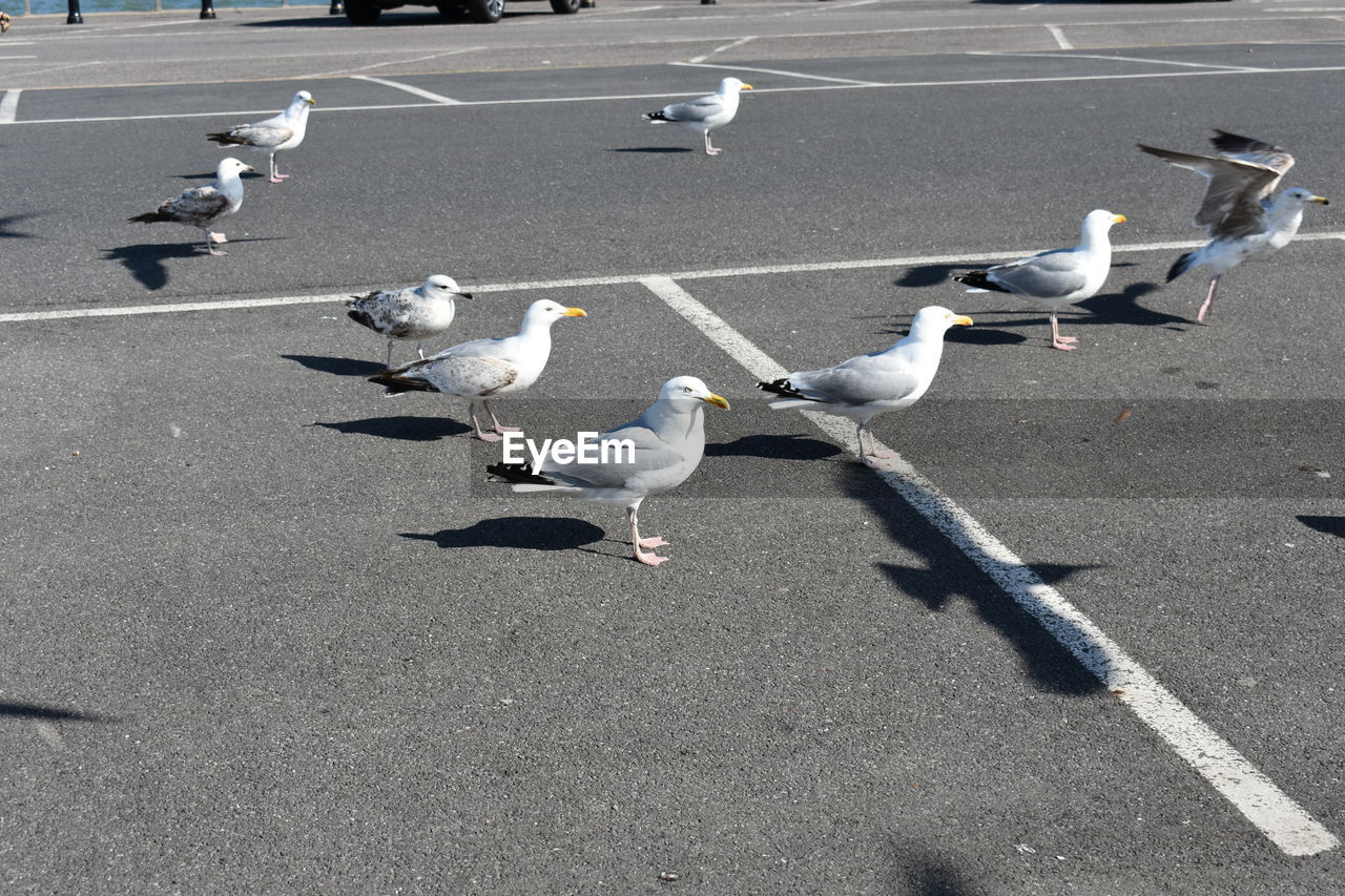 High angle view of seagulls on road