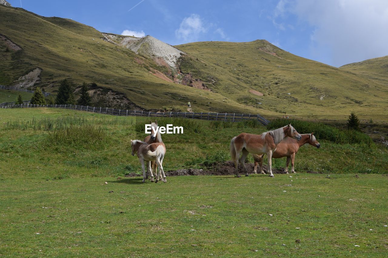 Horses standing on grassy field against sky