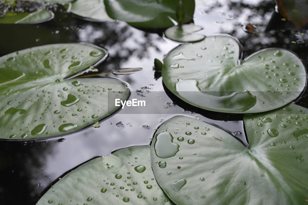 Lotus water lily leaves floating on water