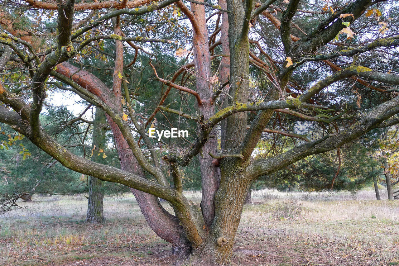 TREES IN SUNLIGHT