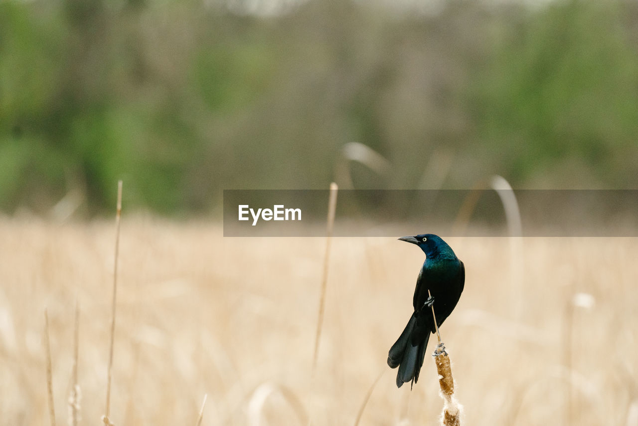 Side view of a common grackle perched on a cattail in a marsh