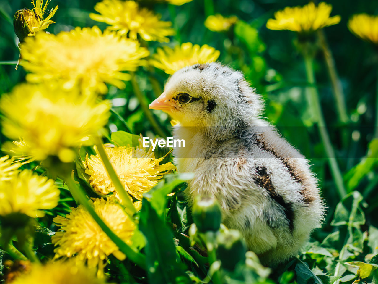 Close-up of chick on plant