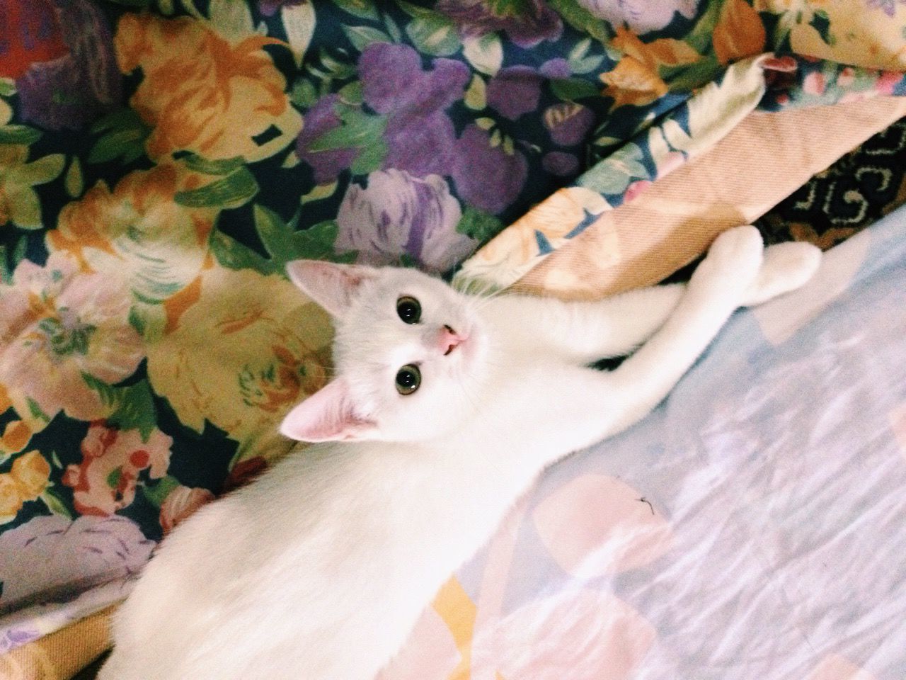 Directly above portrait of white cat relaxing on bed at home