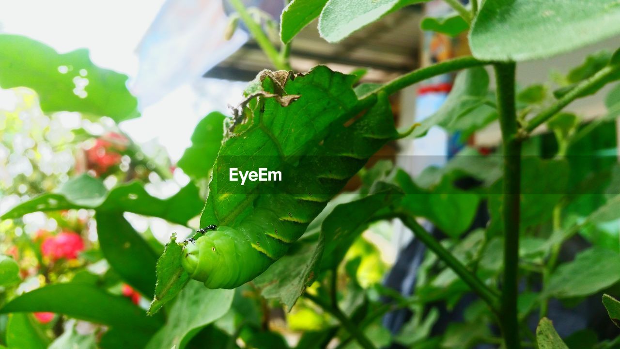 CLOSE-UP OF INSECT ON LEAF