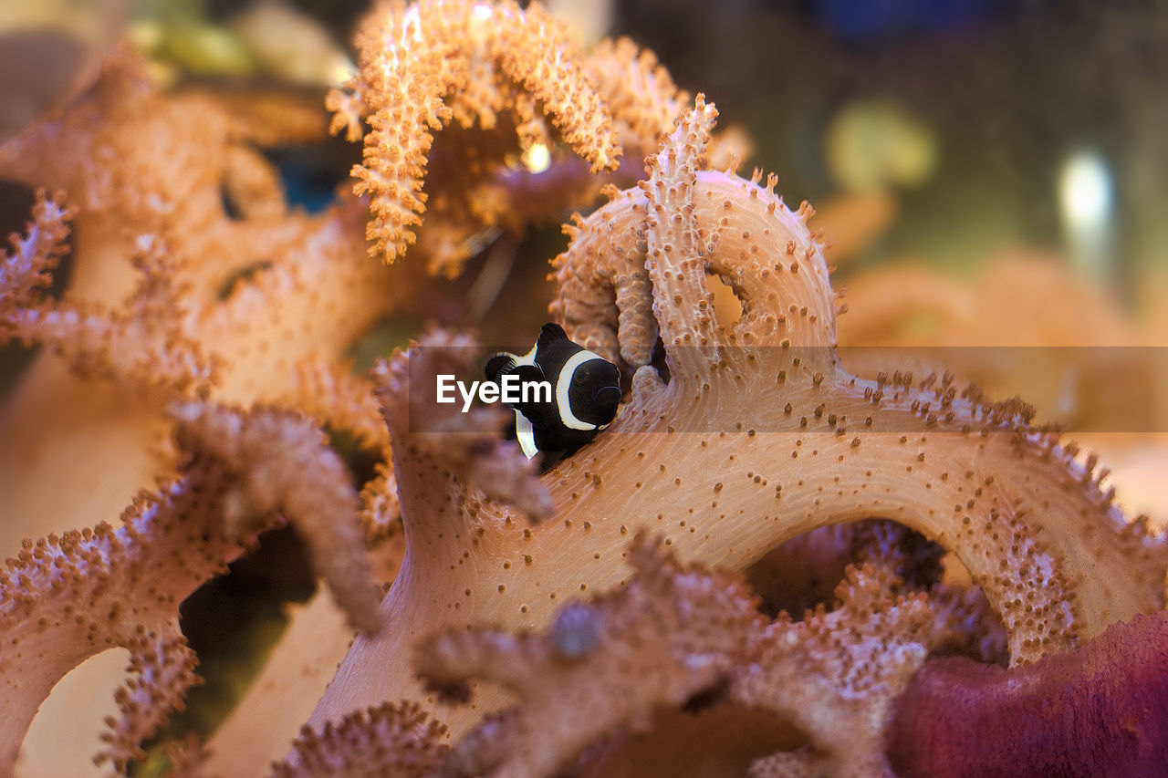 CLOSE-UP OF AN ANIMAL UNDERWATER