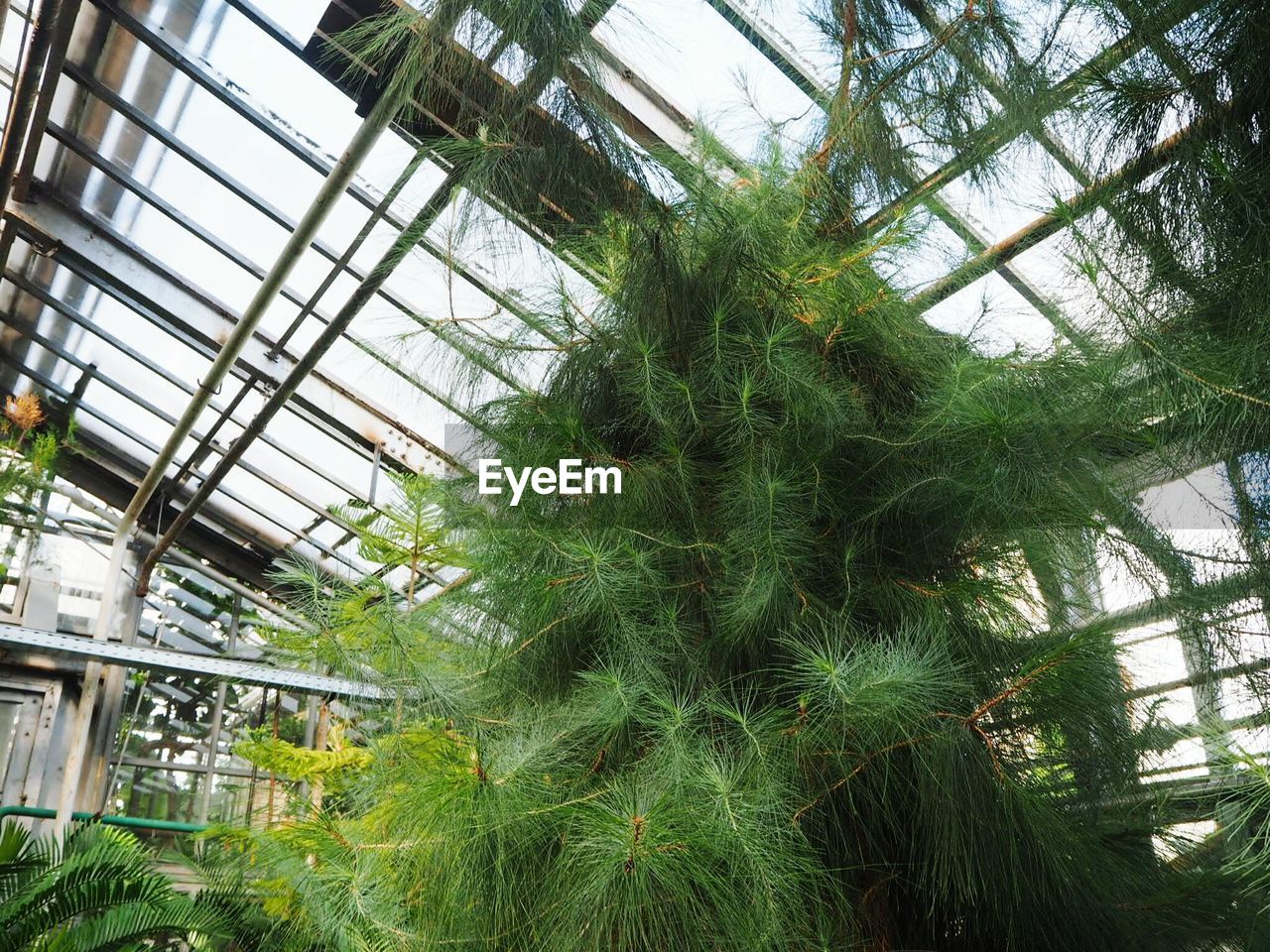 LOW ANGLE VIEW OF TREES SEEN THROUGH GREENHOUSE