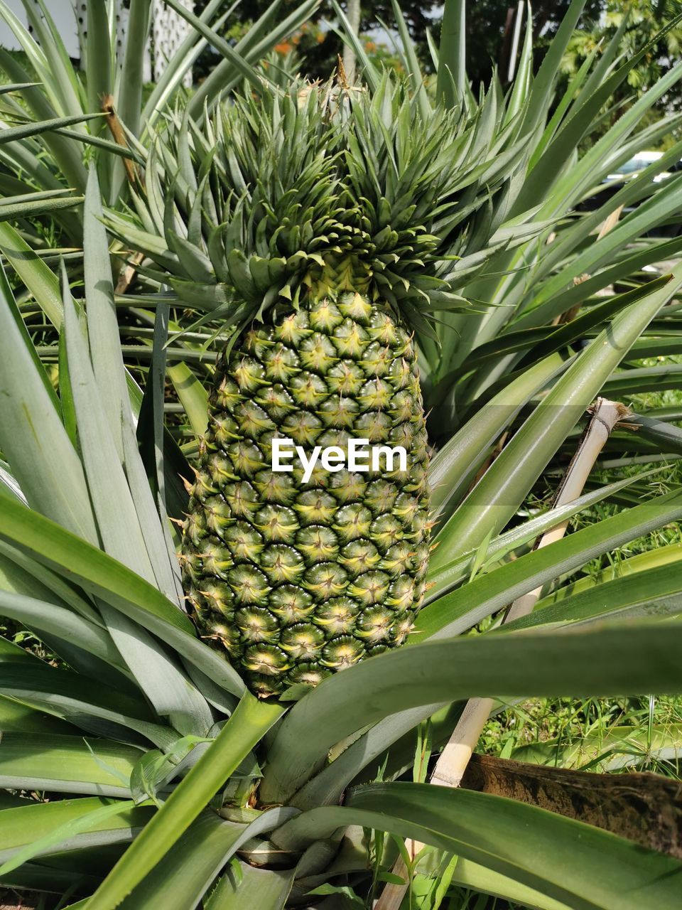 food and drink, food, plant, growth, fruit, tropical fruit, ananas, healthy eating, green, pineapple, leaf, tree, agriculture, nature, freshness, field, produce, plant part, tropical climate, wellbeing, land, no people, beauty in nature, palm tree, crop, plantation, ripe, sweet food, tropical flower, outdoors, farm, environment, abundance, landscape, close-up, day, organic, bromeliaceae, island, lush foliage, foliage, groceries, flower, cultivated, producer, food staple, juicy, flowerbed, backgrounds, full frame, market