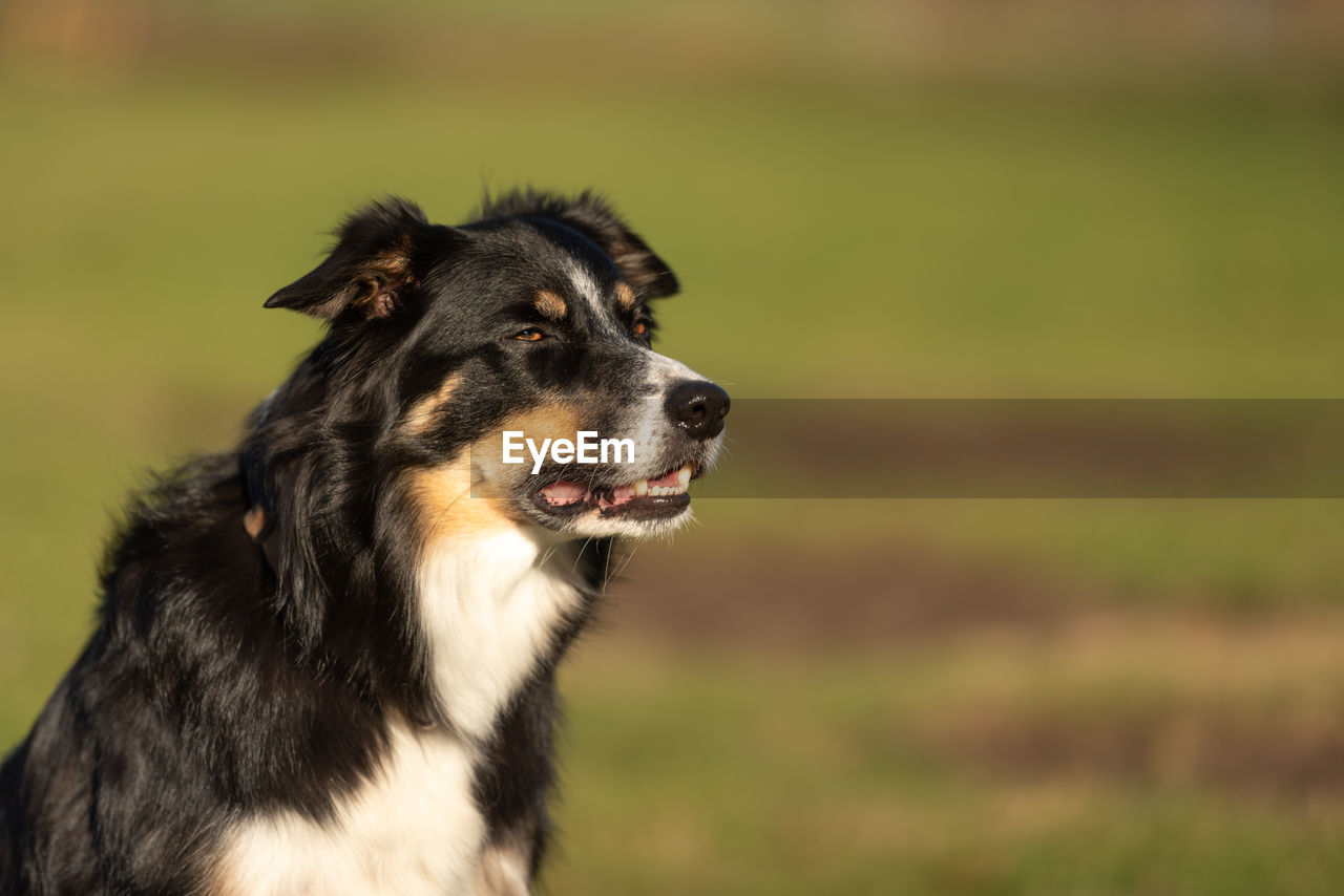 CLOSE-UP OF DOG LOOKING AWAY ON FIELD