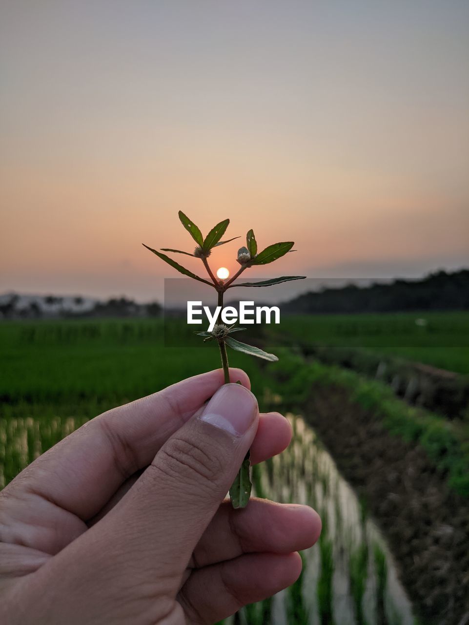 Midsection of person holding plant at field against sky during sunset