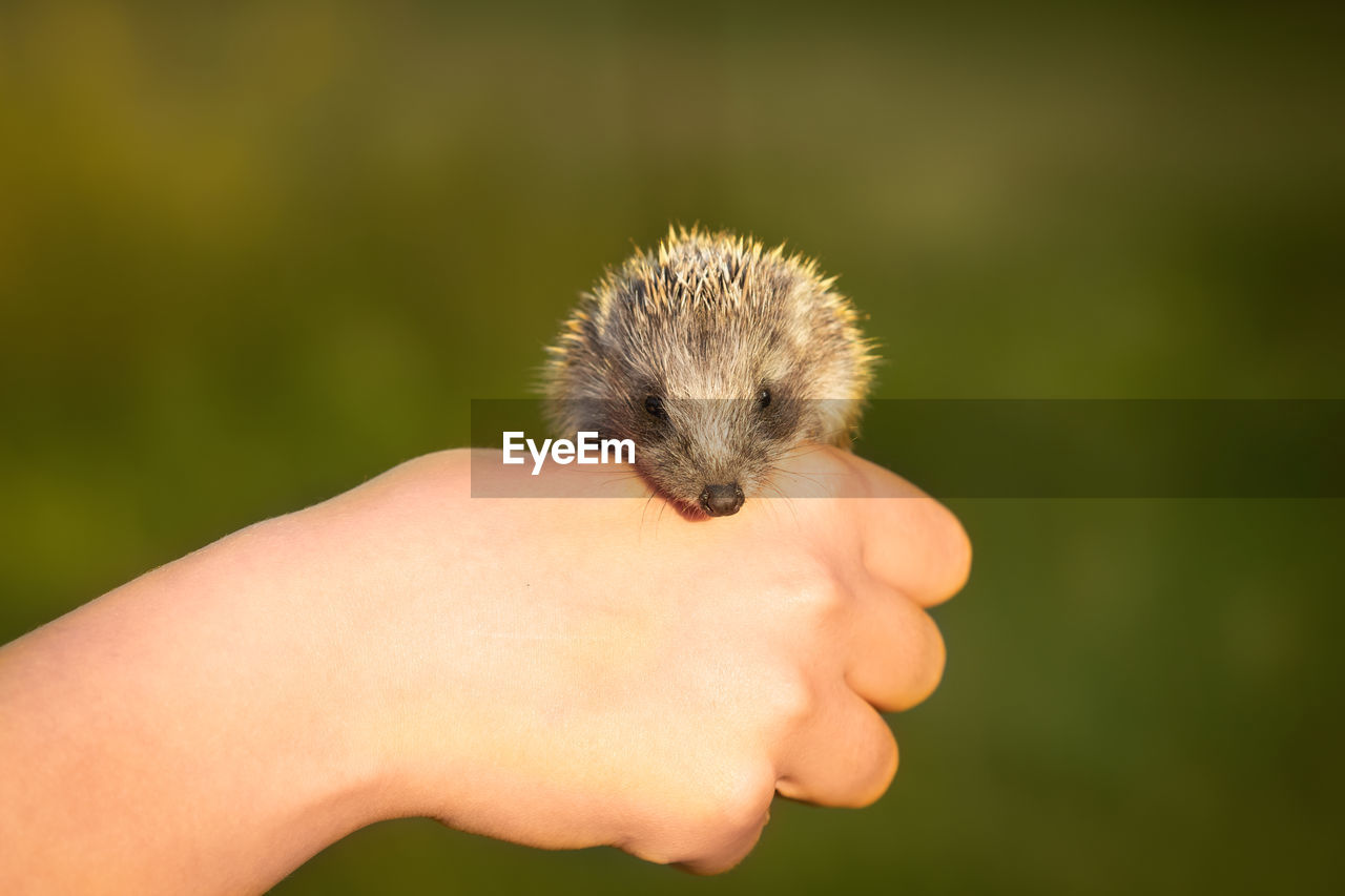 Close-up of human hand holding hedgehog