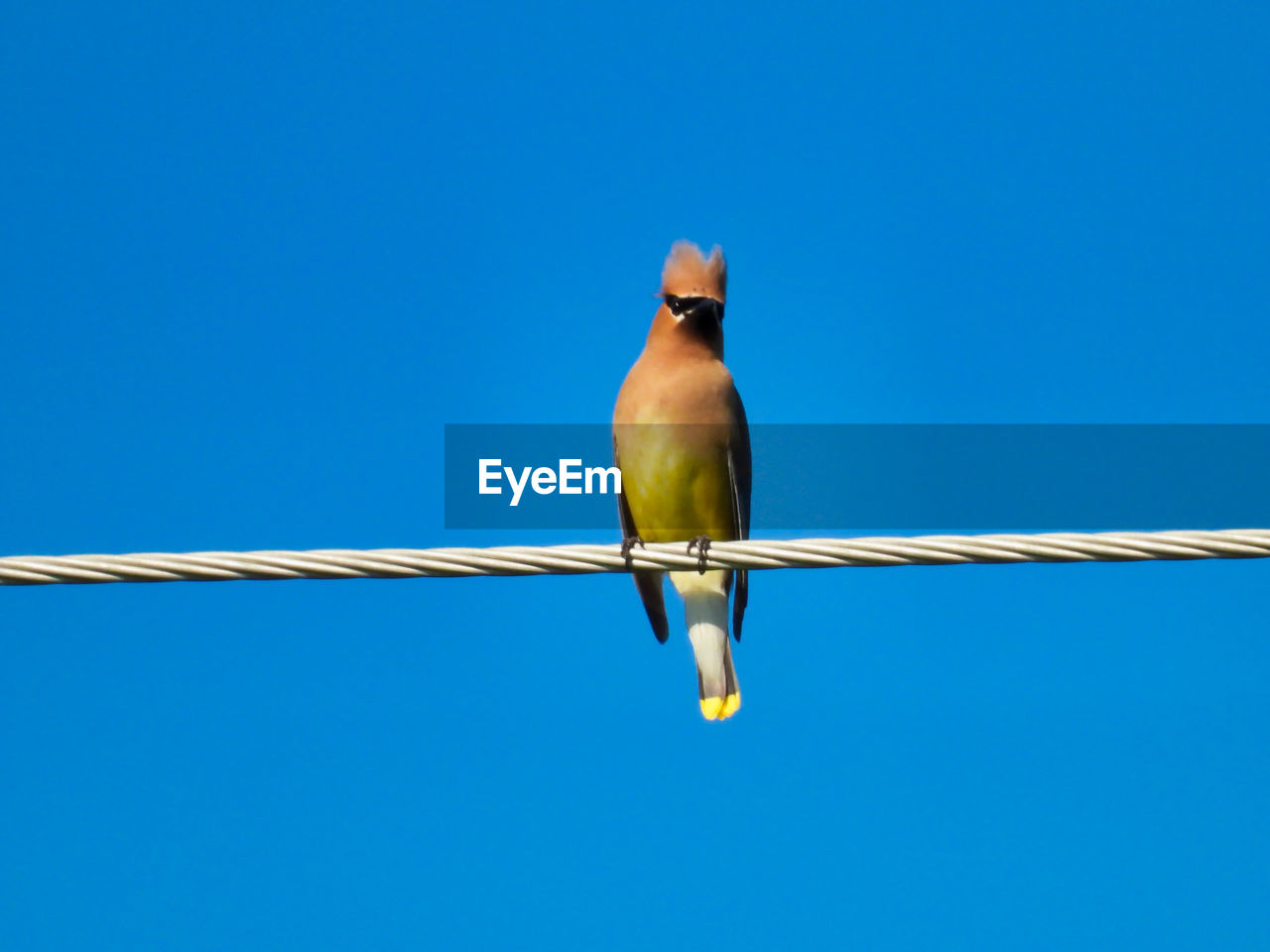 LOW ANGLE VIEW OF BIRD PERCHING ON CABLE