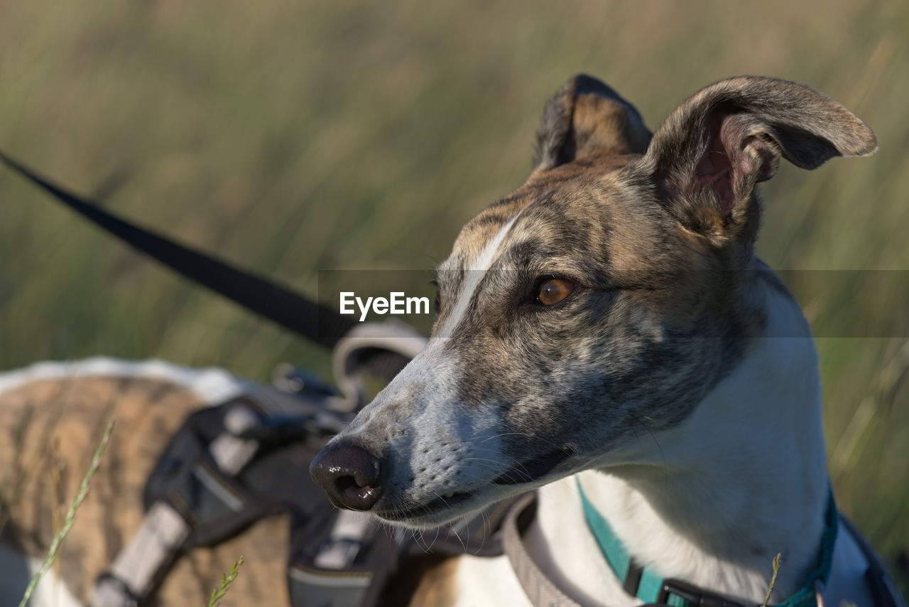 Gentle golden light hits the face of this brindle and white pet greyhound as she looks away