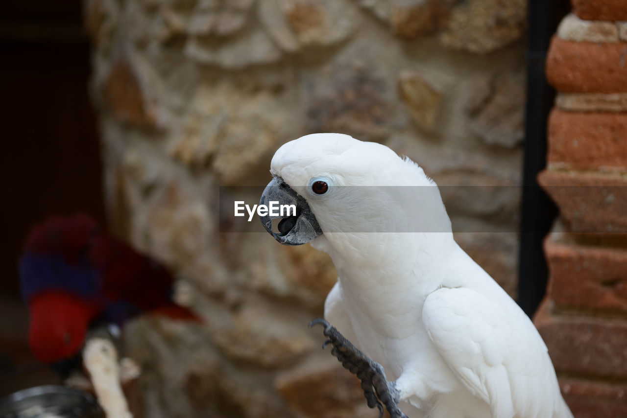 Close-up of white parrot