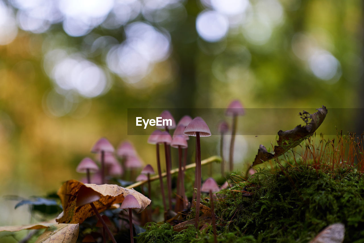 Close-up of mushrooms growing outdoors