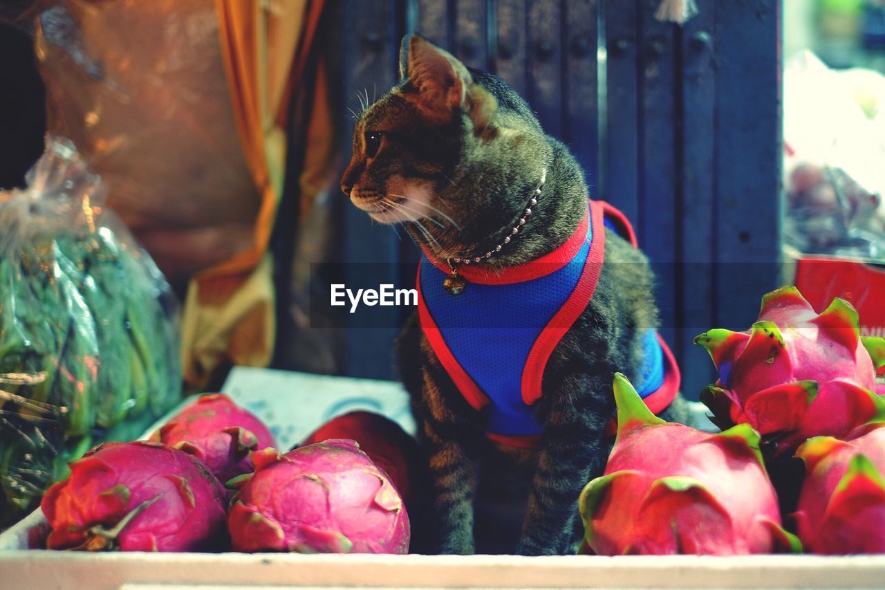 Close-up of cat sitting amidst pitayas in tray