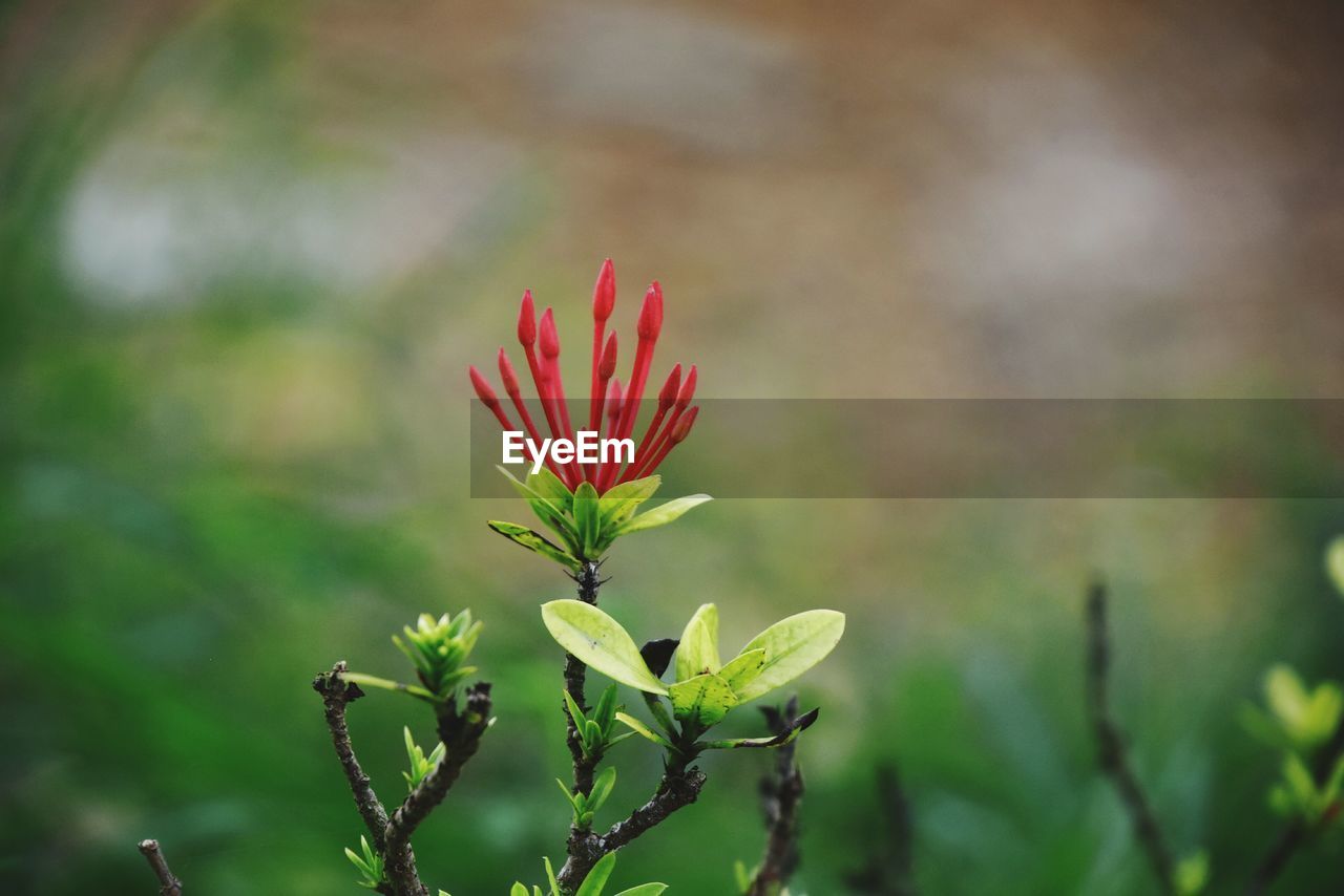 CLOSE-UP OF RED FLOWER BUD