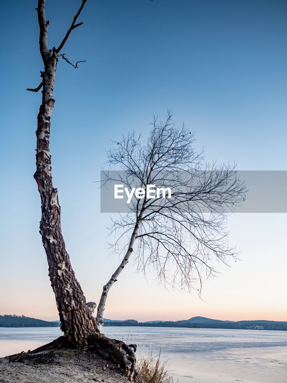 Bent bonsai birch tree on sandy beach of frozen lake. spring weather stared thawing of lake ice
