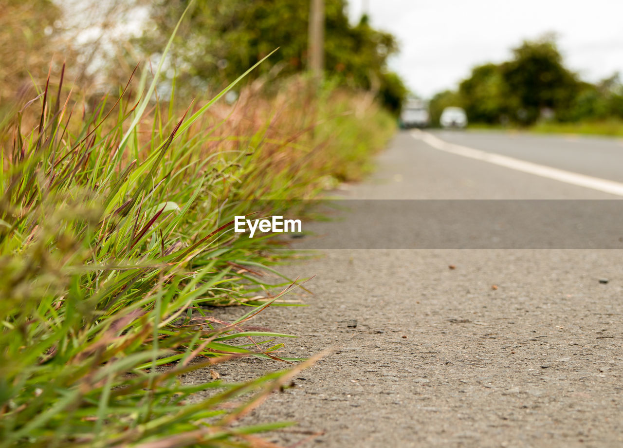 Close-up of plants growing on road