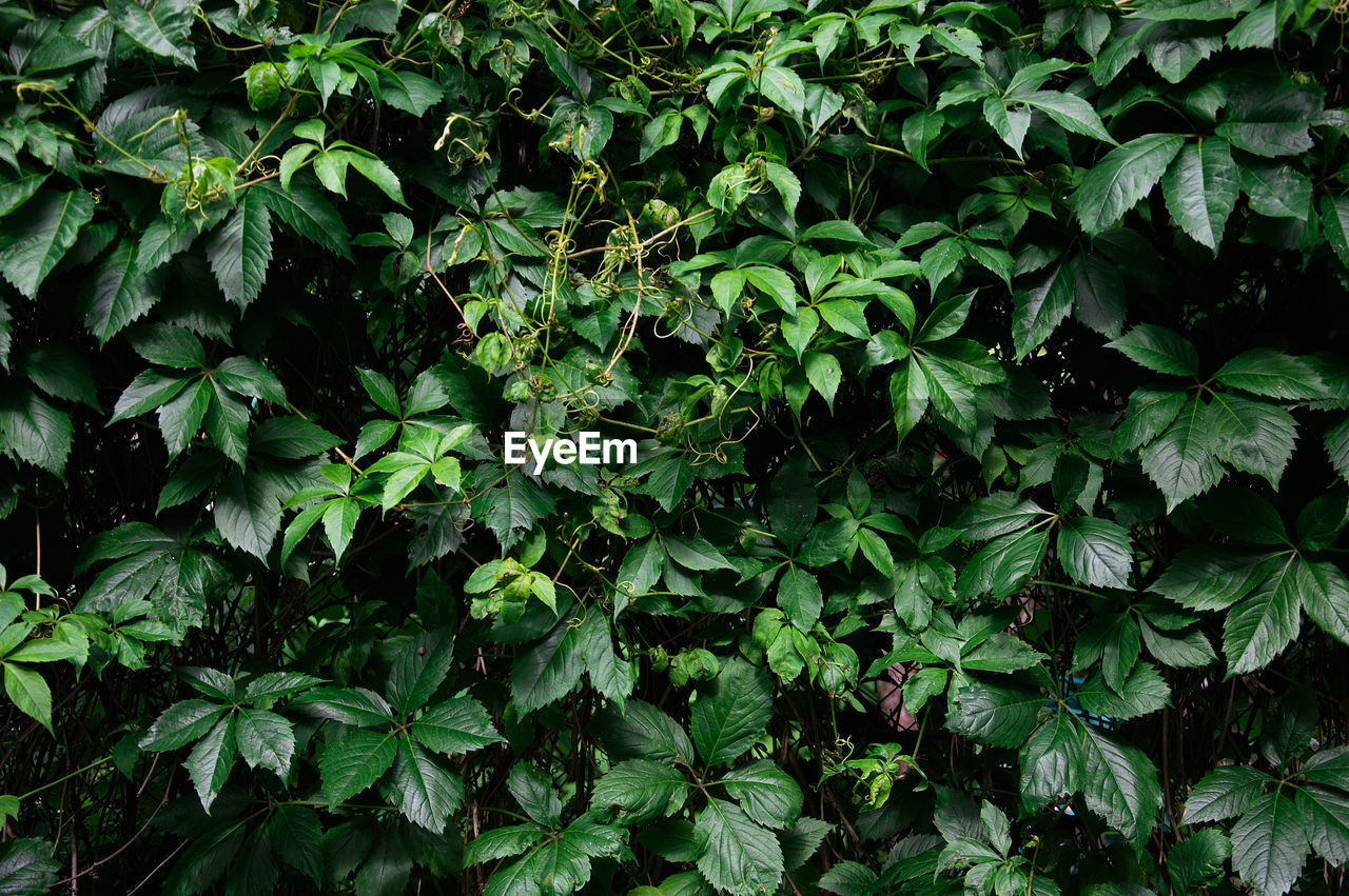 Full frame shot of fresh green plants