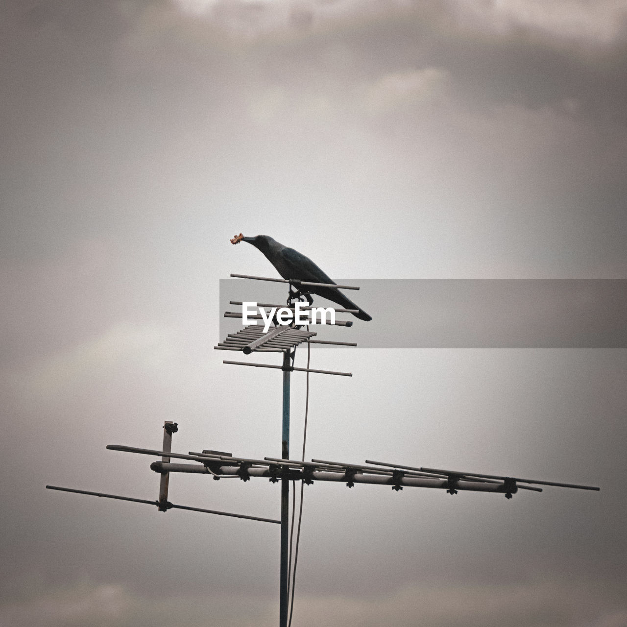 low angle view of bird perching on cable against sky
