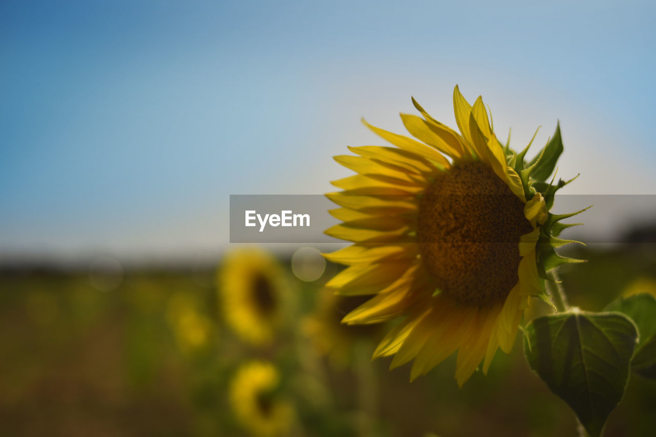 Close-up of yellow flower against sky
