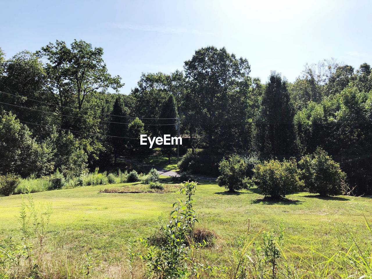 SCENIC VIEW OF TREES GROWING ON FIELD AGAINST SKY