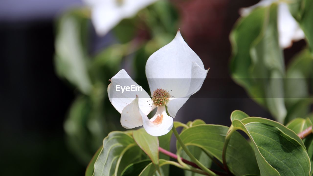 Close-up of white flowering plant