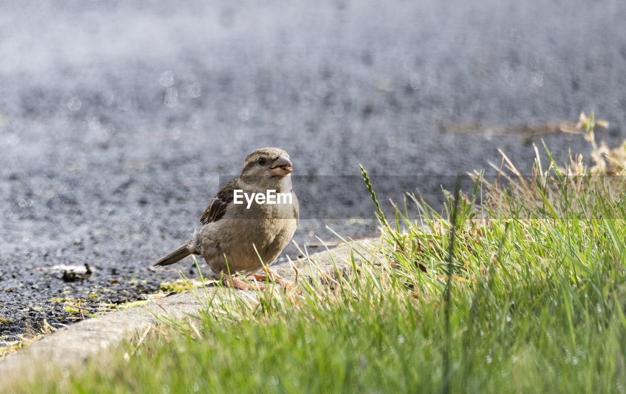 SIDE VIEW OF BIRD ON FIELD