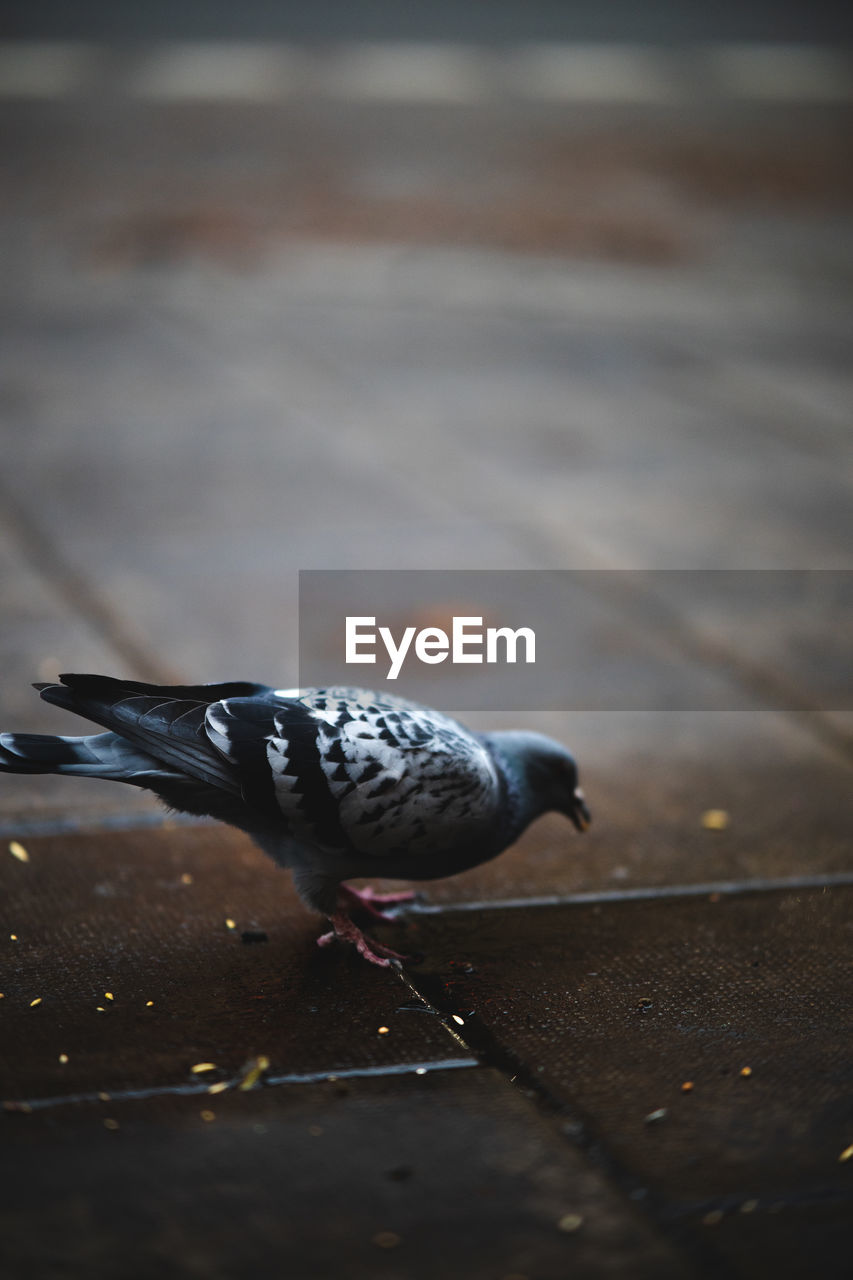 High angle view of pigeon perching on wood