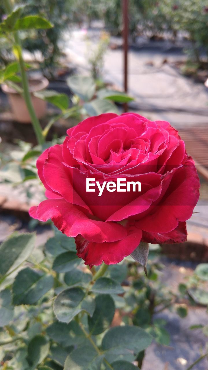 CLOSE-UP OF RED ROSE