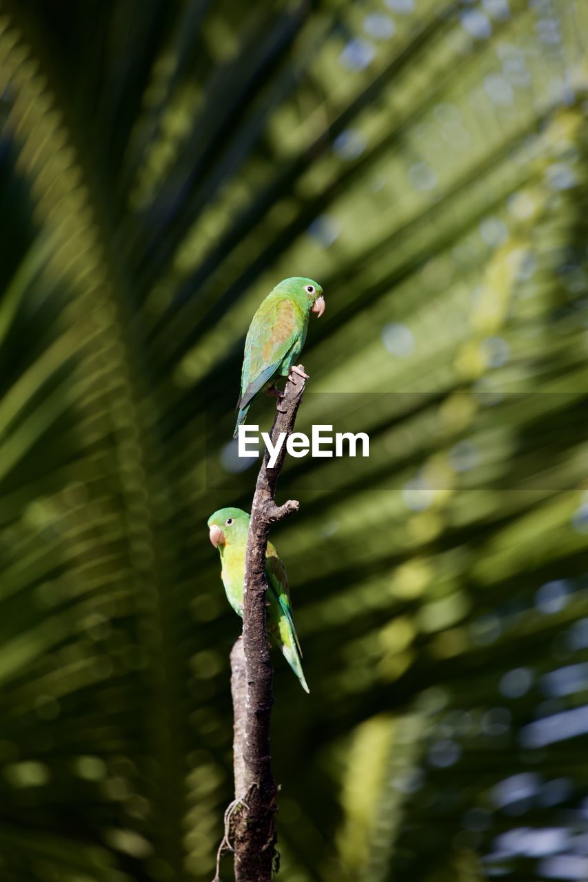 Close-up of a bird perching on branch