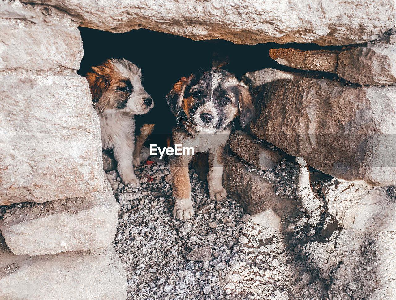 Portrait of dog on rock