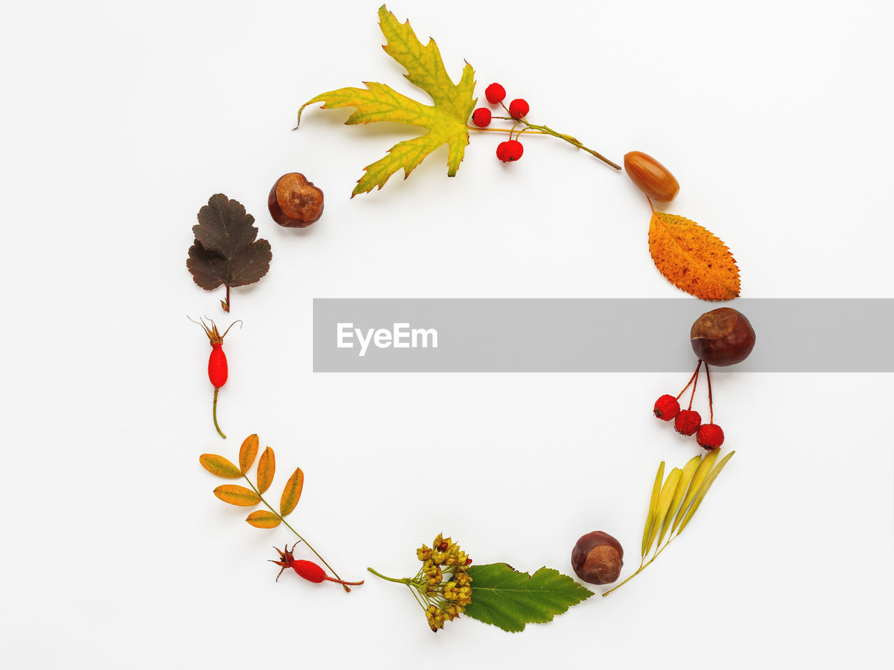 food and drink, food, fruit, healthy eating, studio shot, white background, freshness, petal, plant, plant part, leaf, nature, berry, no people, indoors, still life, flower, wellbeing, orange, jewellery, branch, arrangement, creativity, flowering plant, multi colored, directly above, variation, large group of objects