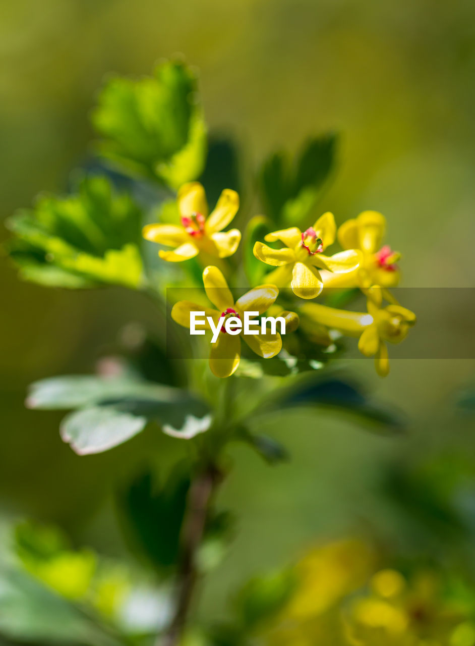 Close-up of yellow flowering plant
