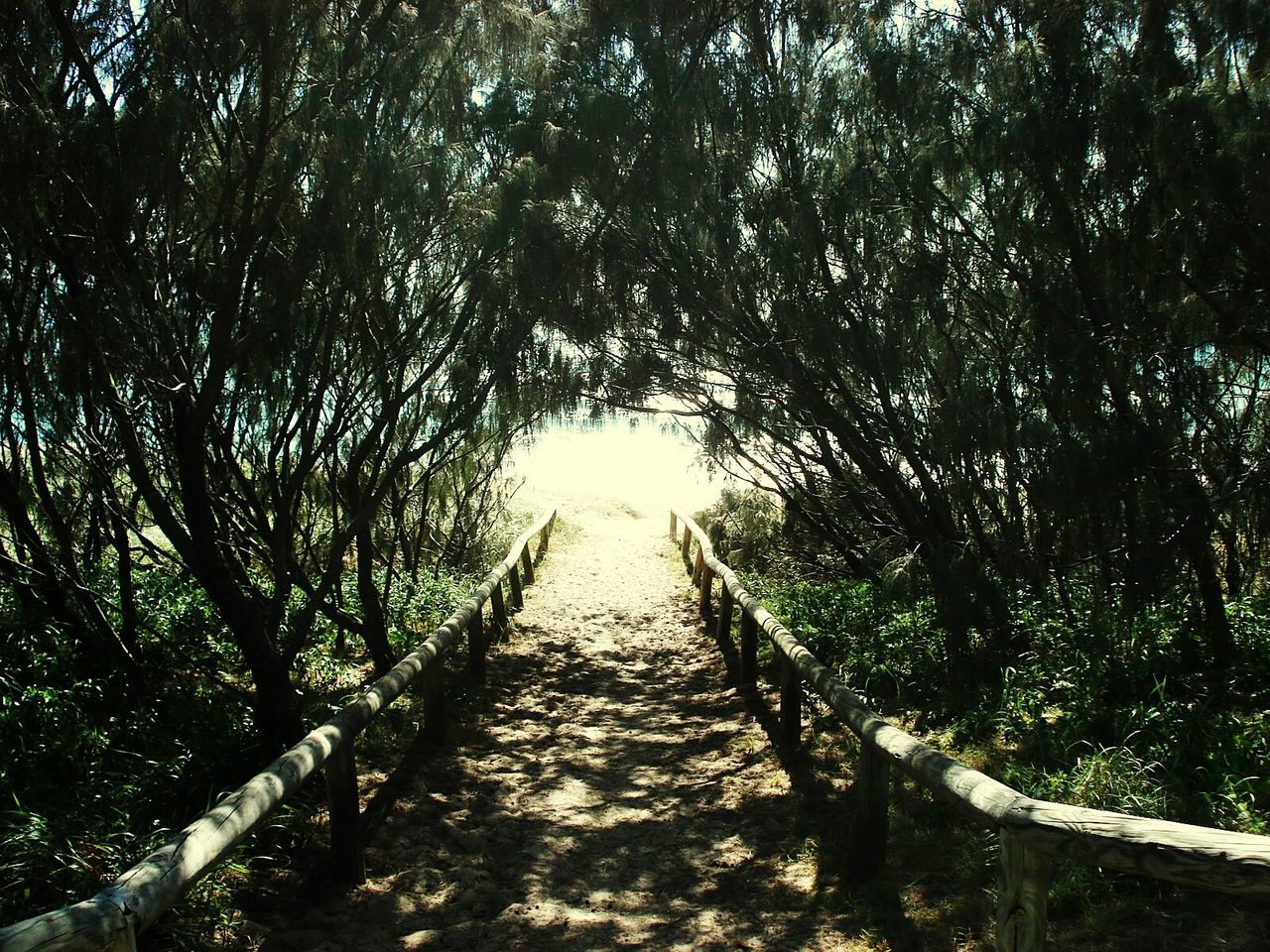 Walkway amidst trees in forest