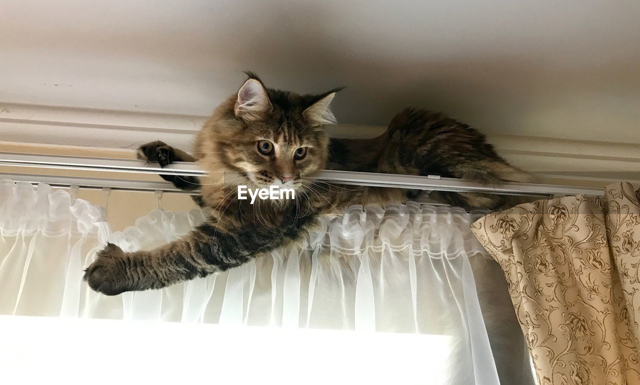 Portrait of cat sitting on ceiling at home