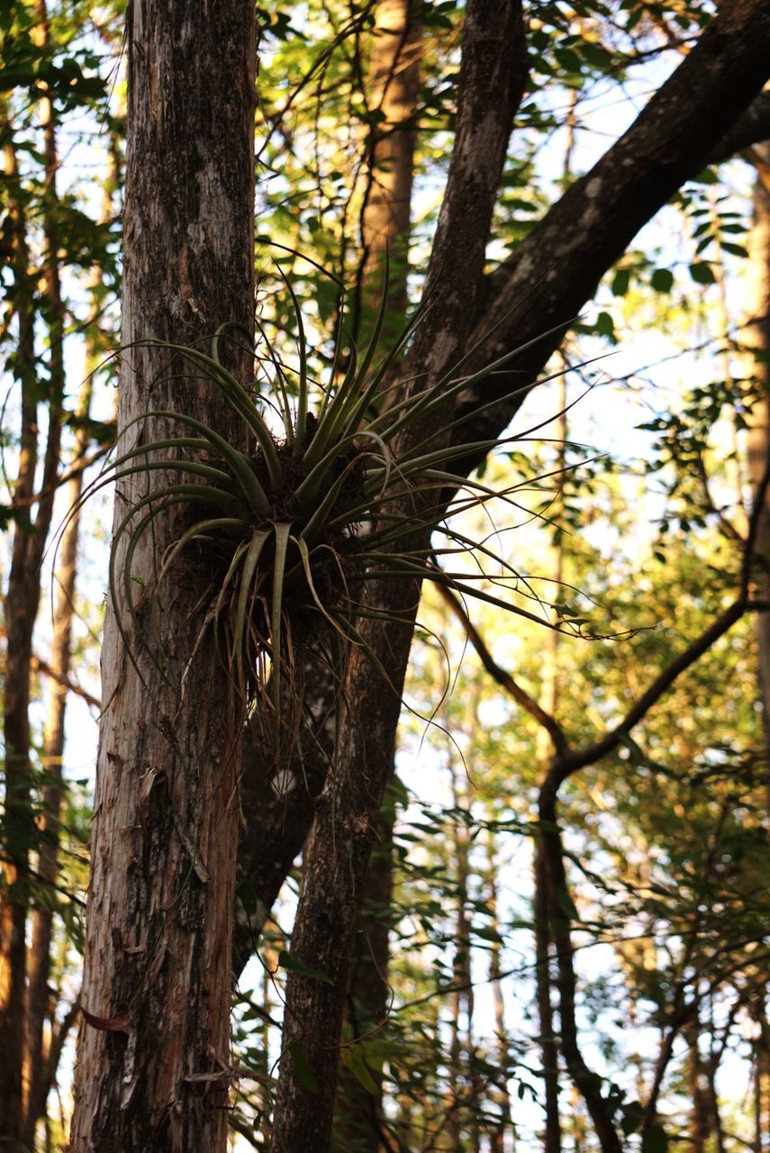 CLOSE-UP OF TREES AGAINST SKY