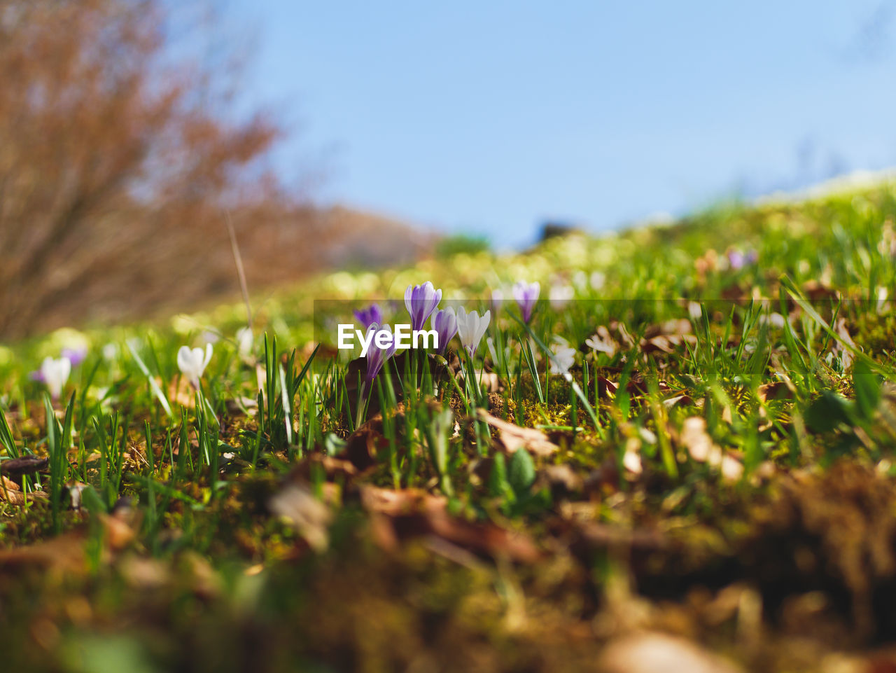 CLOSE-UP OF FLOWERING PLANT ON FIELD