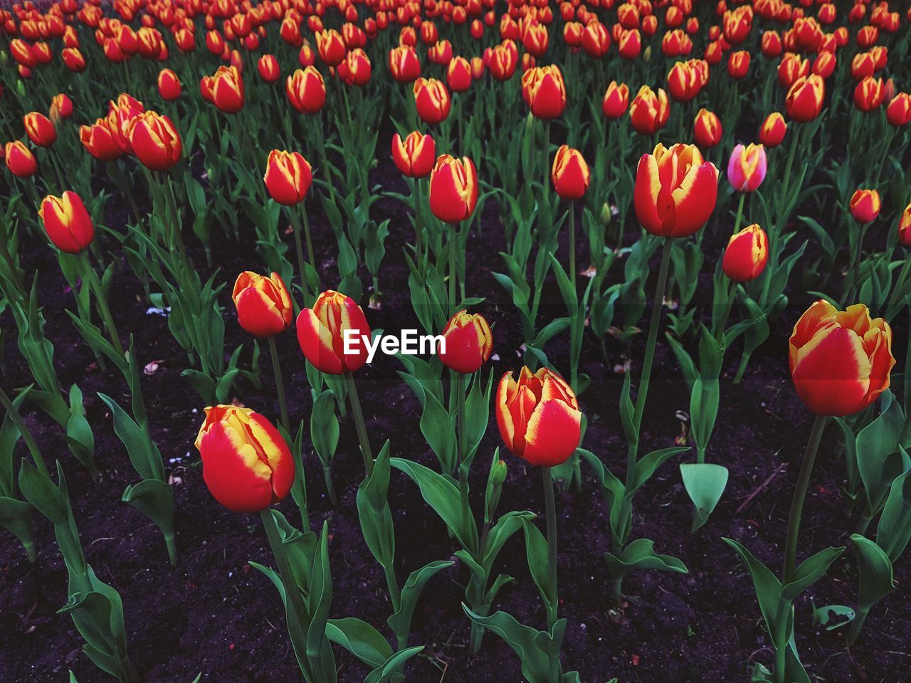 RED TULIPS IN FIELD