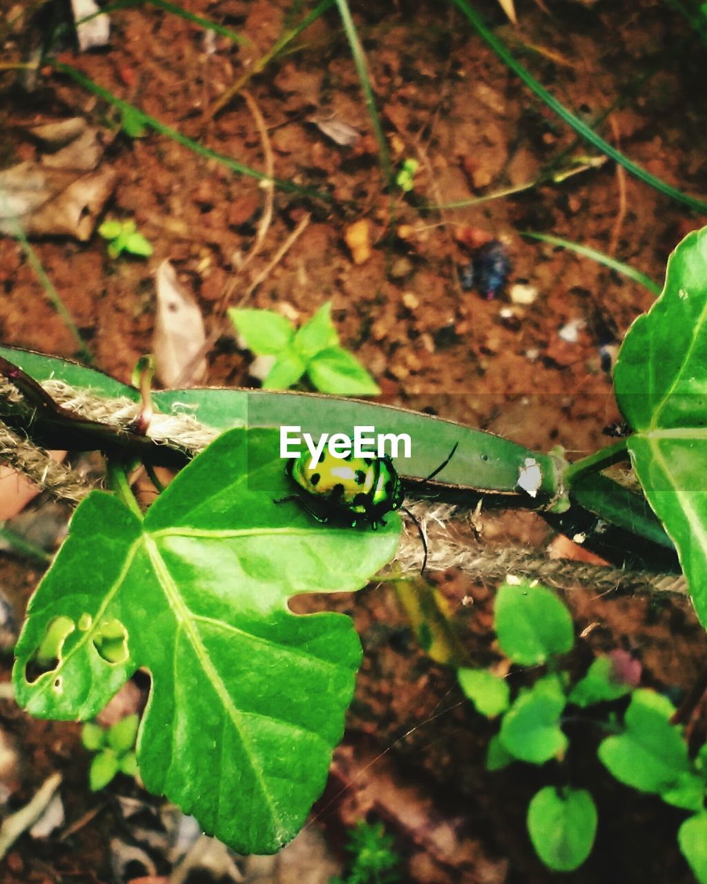 CLOSE-UP OF INSECT ON LEAF