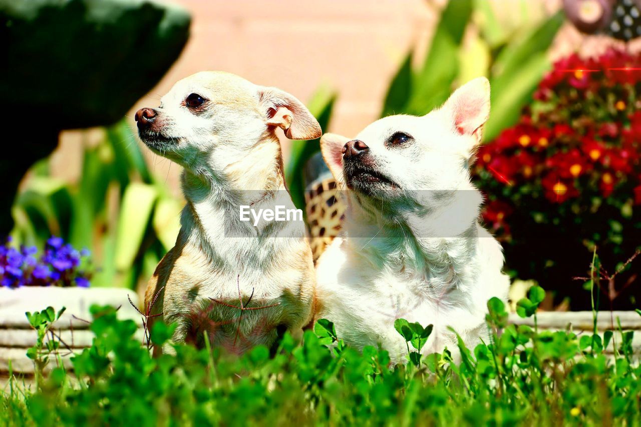 CLOSE-UP OF TWO DOGS AND FLOWERS