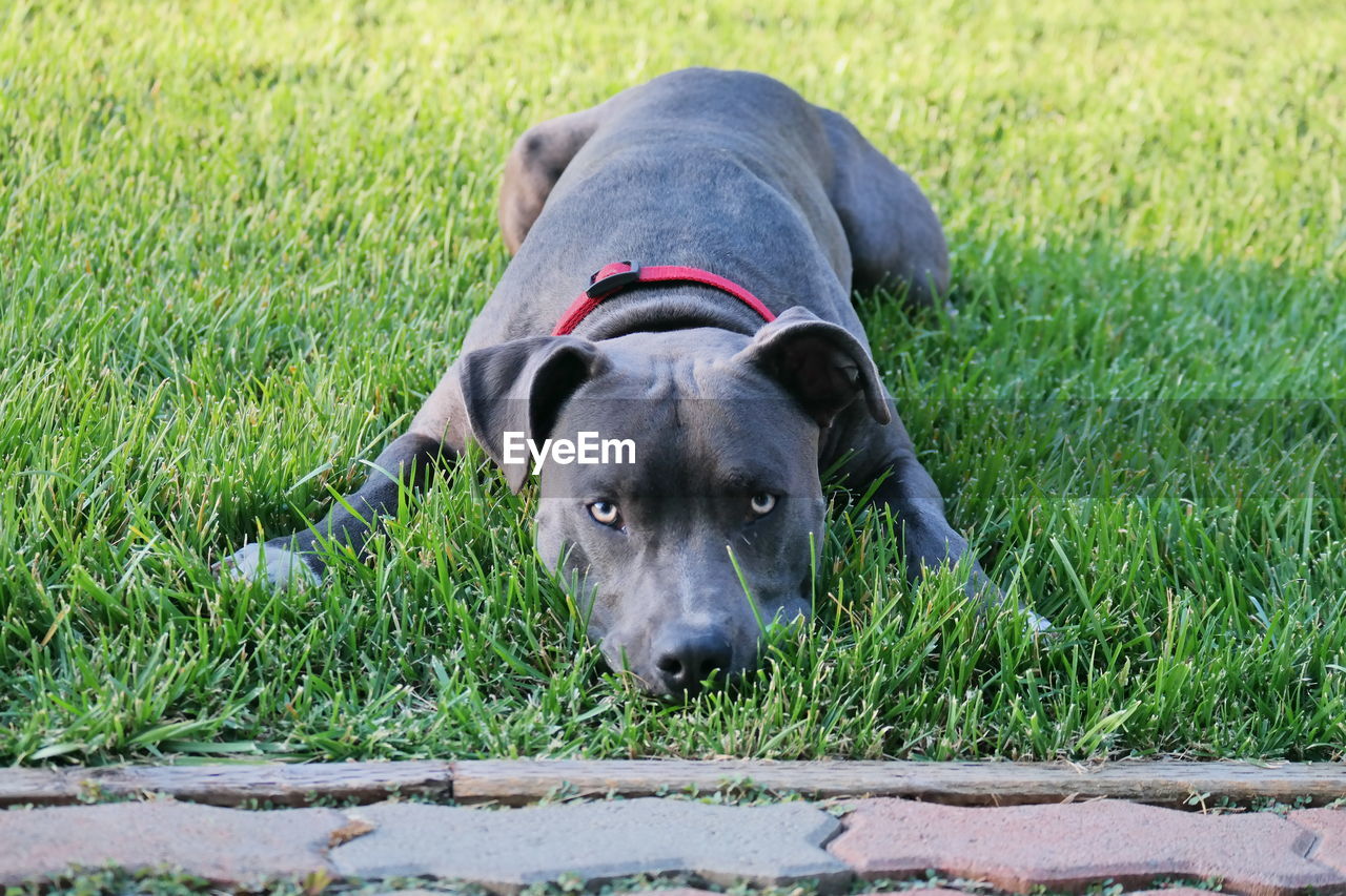 CLOSE-UP PORTRAIT OF PUPPY