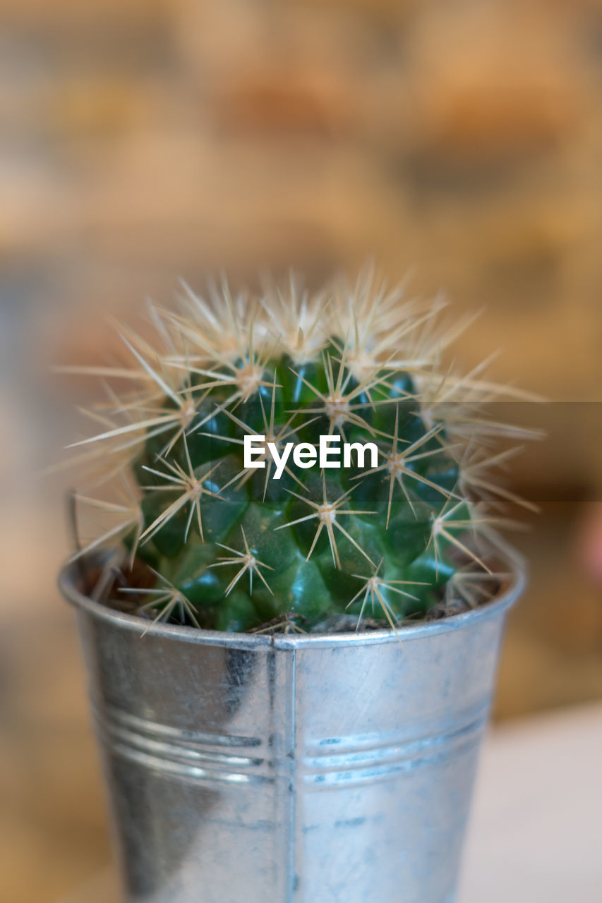 Close-up of succulent plant in pot