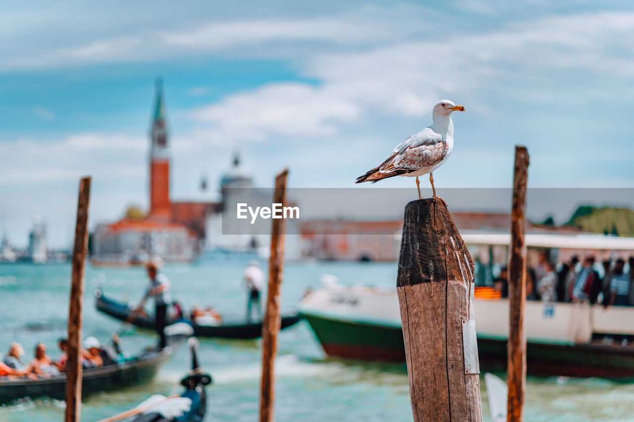 Seagull perching on wooden post in canal against sky