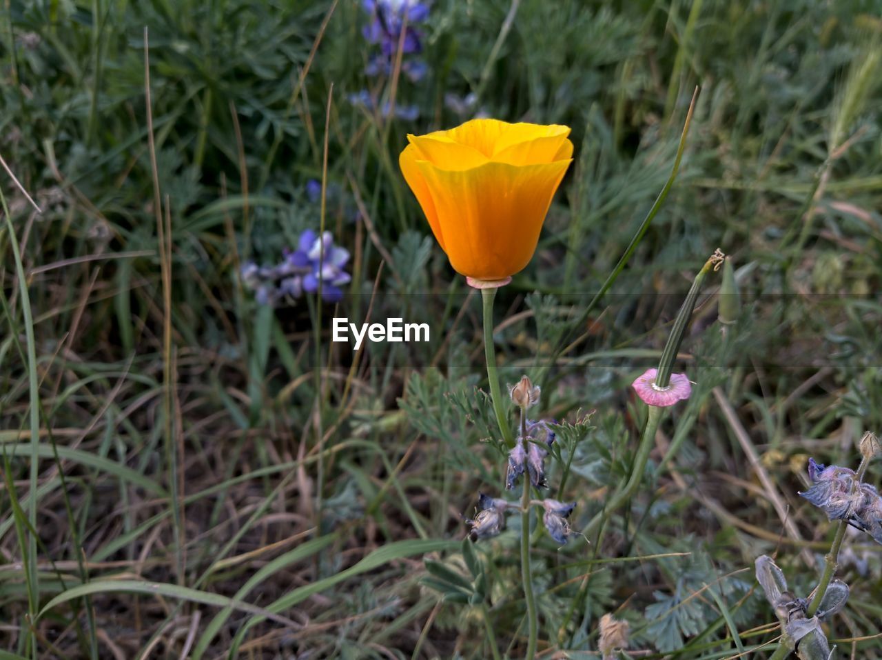 CLOSE-UP OF YELLOW CROCUS FLOWER GROWING ON FIELD