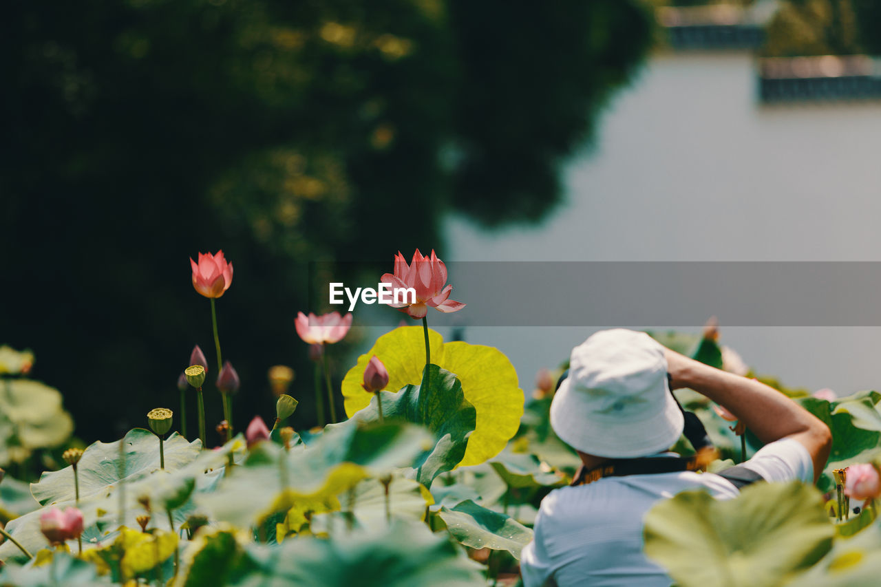 Rear view of a man photographing water lilies