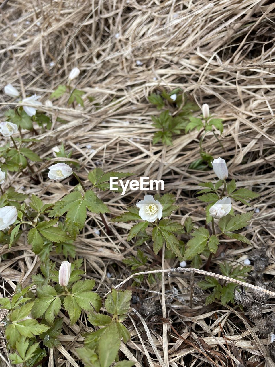 plant, nature, growth, flower, field, high angle view, beauty in nature, land, grass, no people, day, fragility, flowering plant, wildflower, leaf, plant part, close-up, freshness, green, outdoors, white, tranquility, full frame, dry, woodland