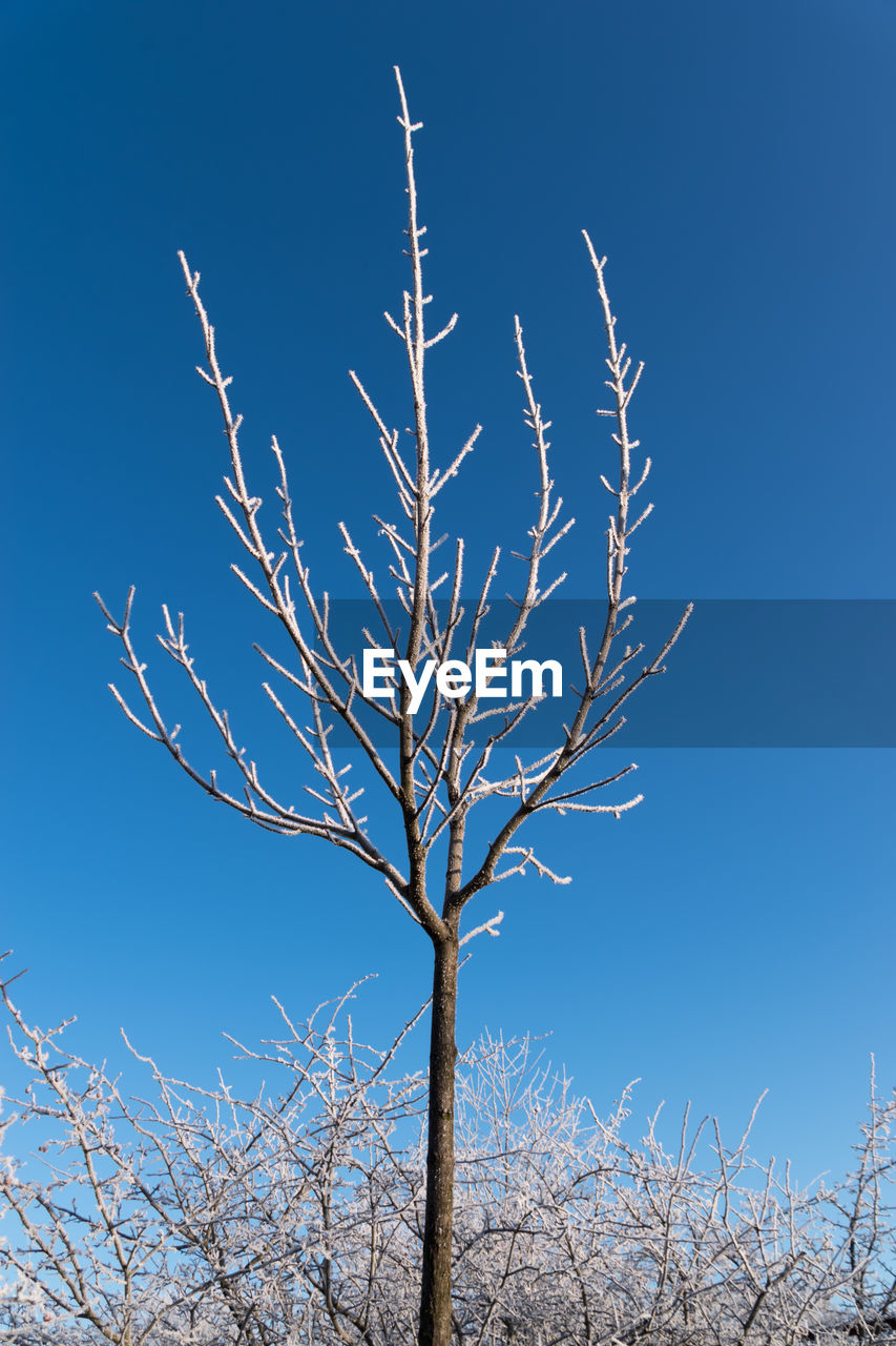 LOW ANGLE VIEW OF TREE AGAINST CLEAR SKY